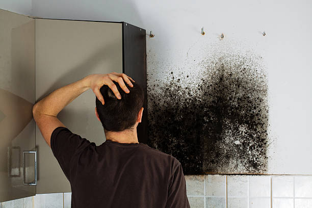 Best Mold Damage Restoration  in Lagrange, GA